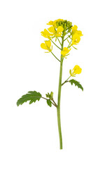Sinapis arvensis or Mustard Flower blossom on the white background