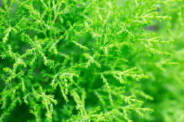 Closeup of green thuja occidentalis. Fresh green leaves, branches of thuja trees close up. Thuya twig occidentalis, evergreen coniferous tree. Chinese thuja.