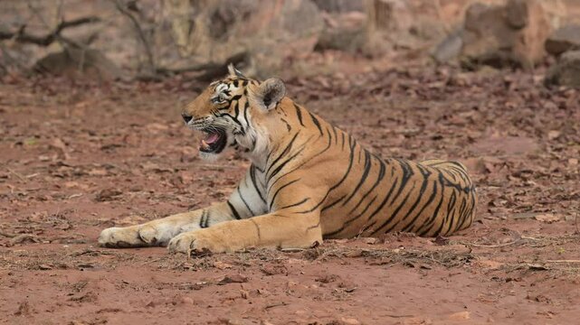 eye level full shot of wild female bengal tiger or tigress or panthera tigris closeup ranthambore national park forest reserve rajasthan india sitting with eye contact in hot summer season safari