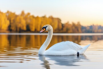 Fototapeta premium Outline sketch and guideline concept, A graceful swan glides across a tranquil lake, framed by autumn foliage and golden light reflecting on the water.