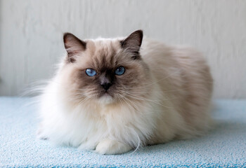 Cute pet ragdoll cat. Pet animal.