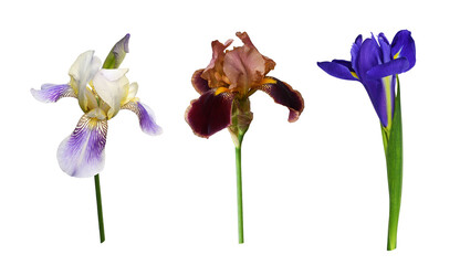 Set of iris flowers isolated on white or transparent background