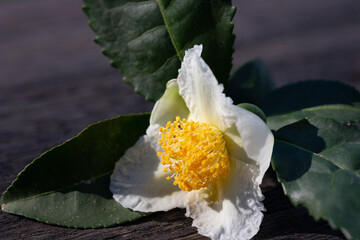 Camellia sinensis tea plant flower, white flower with green leaves on a wooden background, blooming Chinese tea bush, close-up.