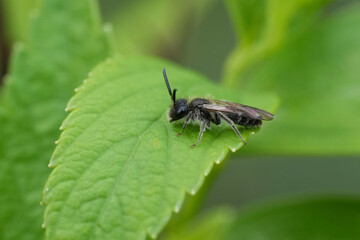 Natural closeup on a female dwarf mining bee, Andrena minutula group on a green leaf