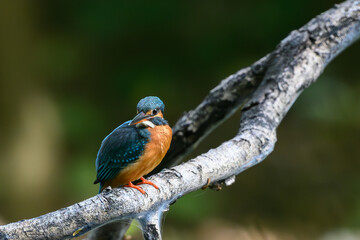 Comon kingfisher on branch