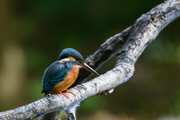 Comon kingfisher on branch