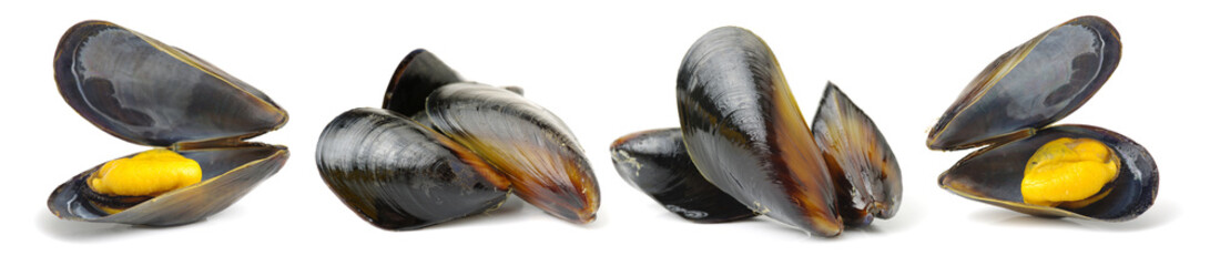 Fresh mussel on white background