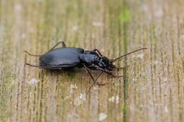 Closeup on a bluish-orange coloured. ground beetle Limodromus assimilis sitting on wood