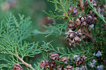 Branches of a coniferous thuja tree with cones on them selective focus close up. Natural coniferous green background.