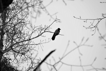 bird on a branch