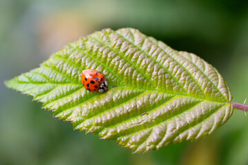 Ladybug crawls on a green leaf