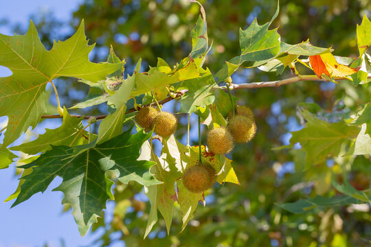 Young green leaves and spiky balls of seeds of Liquidambar styraciflua tree, commonly called American sweet gum (amber tree) against blurred backdrop of greenery. Close-up.