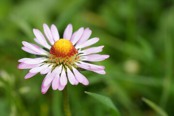 Close-up of Pink Daisy Flower © Henk