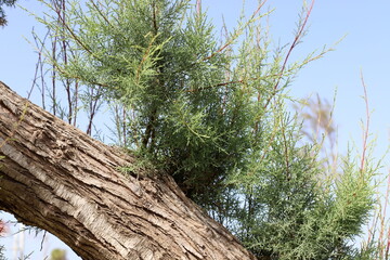 Texture of tree bark. Wood of hot subtropical climate of Israel