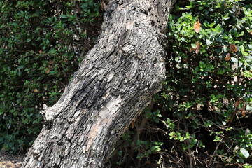 Texture of tree bark. Wood of hot subtropical climate of Israel