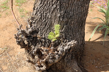 Texture of tree bark. Wood of hot subtropical climate of Israel