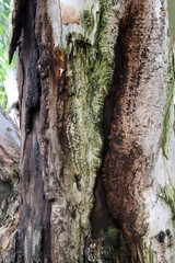 Texture of tree bark. Wood of hot subtropical climate of Israel