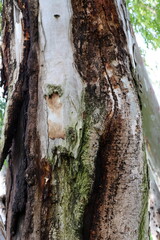 Texture of tree bark. Wood of hot subtropical climate of Israel