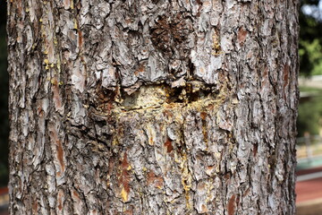 Texture of tree bark. Wood of hot subtropical climate of Israel