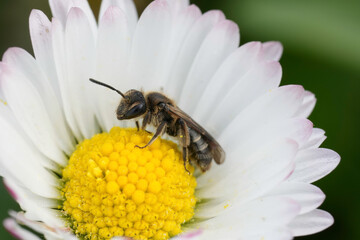 Closeup on a female dwarf mining bee, Andrena minutula group on a Common white flowering daisy