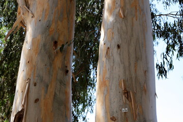Texture of tree bark. Wood of hot subtropical climate of Israel