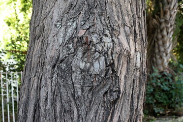 Texture of tree bark. Wood of hot subtropical climate of Israel