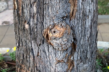 Texture of tree bark. Wood of hot subtropical climate of Israel