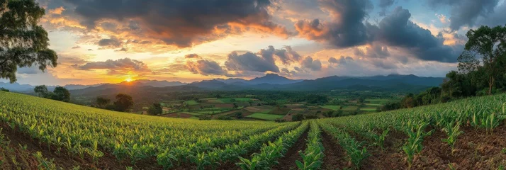 Selbstklebende Fototapeten Tobacco Field. Sunset Sky over Thai Countryside with Fields and Leaves in Panoramic Landscape View © Anton