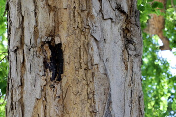 Texture of tree bark. Wood of hot subtropical climate of Israel