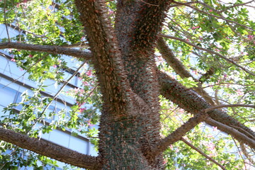 Texture of tree bark. Wood of hot subtropical climate of Israel