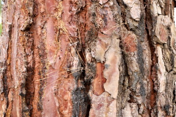 Texture of tree bark. Wood of hot subtropical climate of Israel