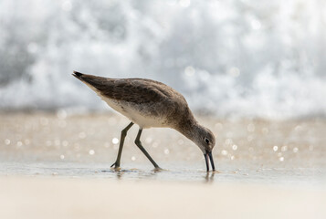 Sandpiper Beach Bird