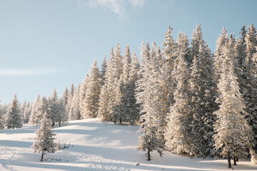 amazing winter landscape with snowy fir trees