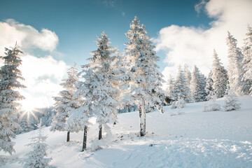 Obraz premium amazing winter landscape with snowy fir trees