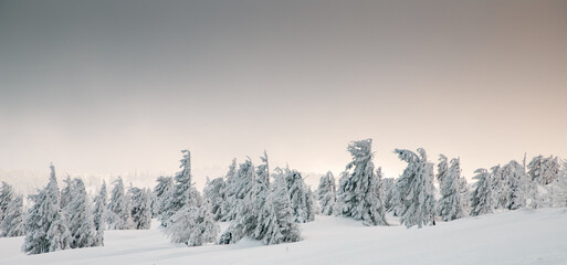 Obraz premium amazing winter landscape with snowy fir trees