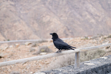 Dark crow in desert background 
