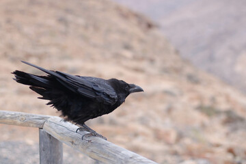 Dark crow in desert background 