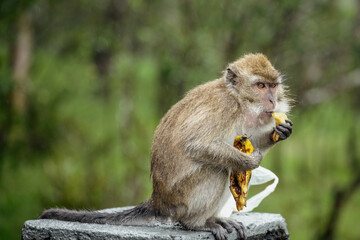 Obraz premium Makaken Affe isst Banane