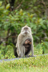 Makake Affe mit Jungem - Affenbaby 