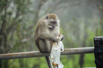 Makaken Affe isst Banane