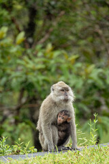 Makake Affe mit Jungem - Affenbaby 