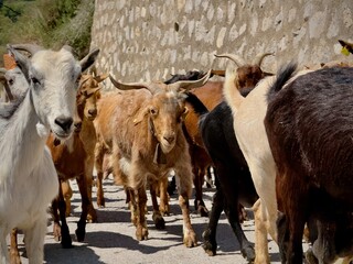 Ziegenherde in Andalusien