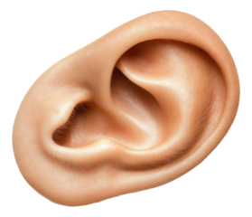 Close-up image of a human ear isolated on white background