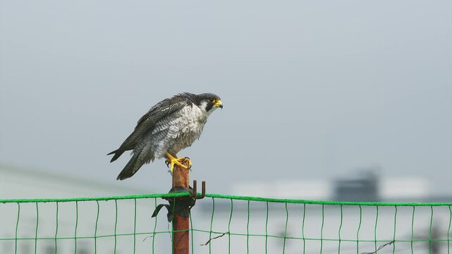 杭にとまるハヤブサ成鳥