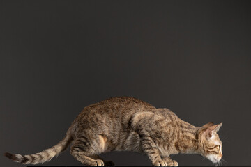 Studio photoshoot of a cute little kitten © Peter Ivanov