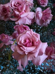 beautiful close-up of blooming pink roses surrounded by delicate blue Babys Breath flowers. Ideal for floral arrangements, romantic themes, or decorative designs. 