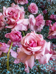 beautiful close-up of blooming pink roses surrounded by delicate blue Babys Breath flowers. Ideal for floral arrangements, romantic themes, or decorative designs. Blur and selective focus