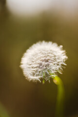 Dandelion seedhead against a blurred background.