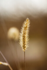 Golden reeds swaying in sunlight