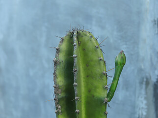 Cactus plants that have young shoots with a cement wall background. 